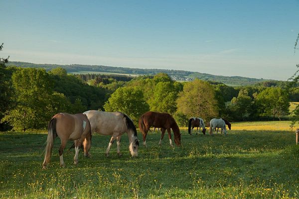 Traumschleife Ehrbachklamm